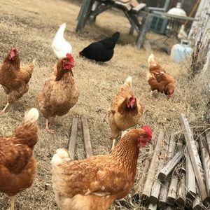 Meet your Posher, Sophie